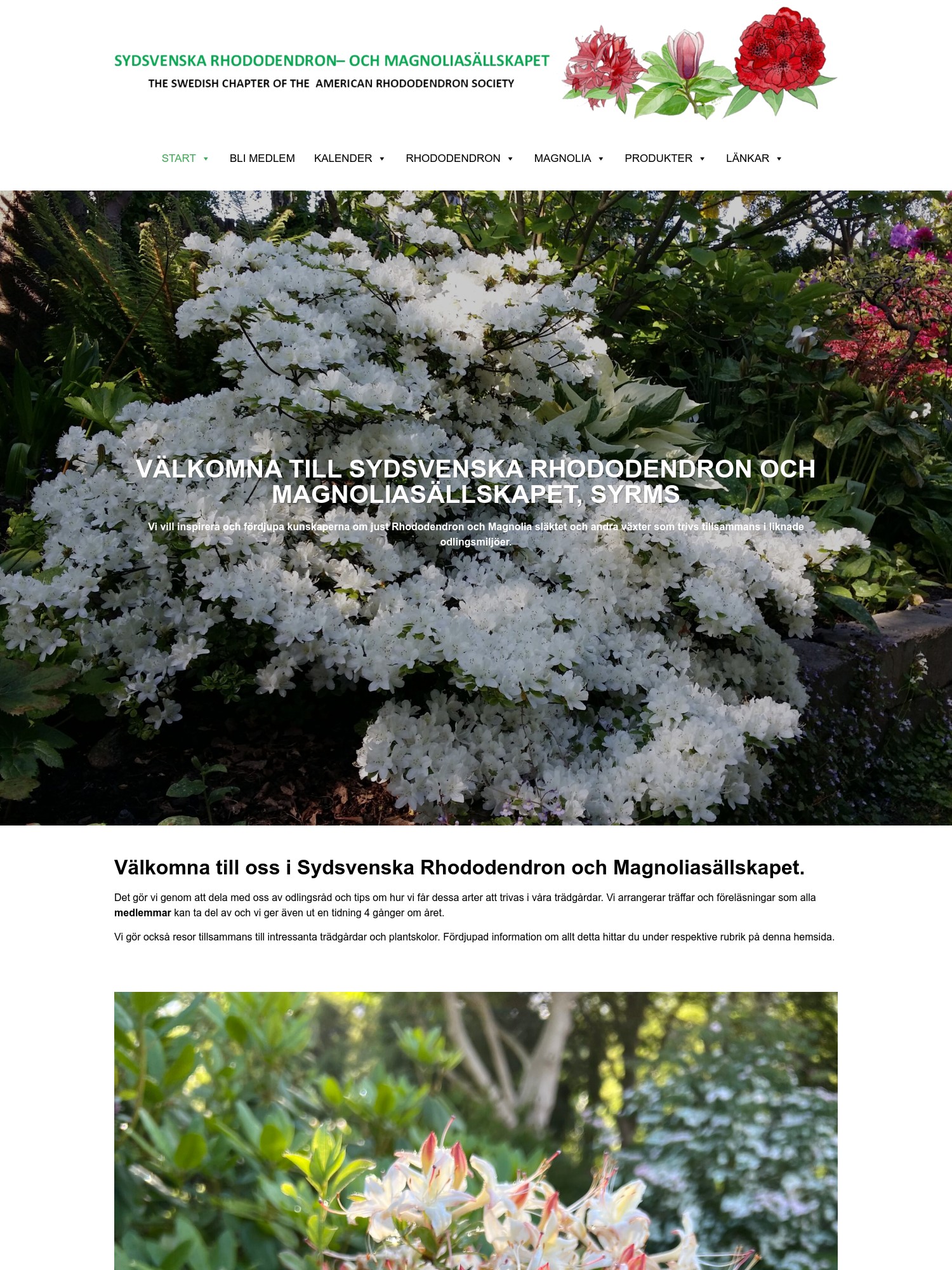 SYDSVENSKA RHODODENDRON OCH MAGNOLIASÄLLSKAPET, SYRMS – Föreningen vill inspirera och fördjupa kunskaperna om just Rhododendron och Magnolia släktet och andra växter som trivs tillsammans i liknade odli