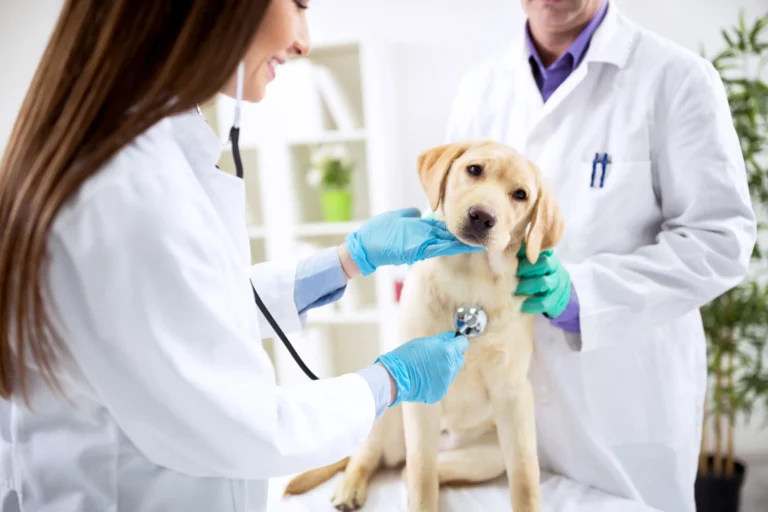 Skapa en hemsida till en Veterinär