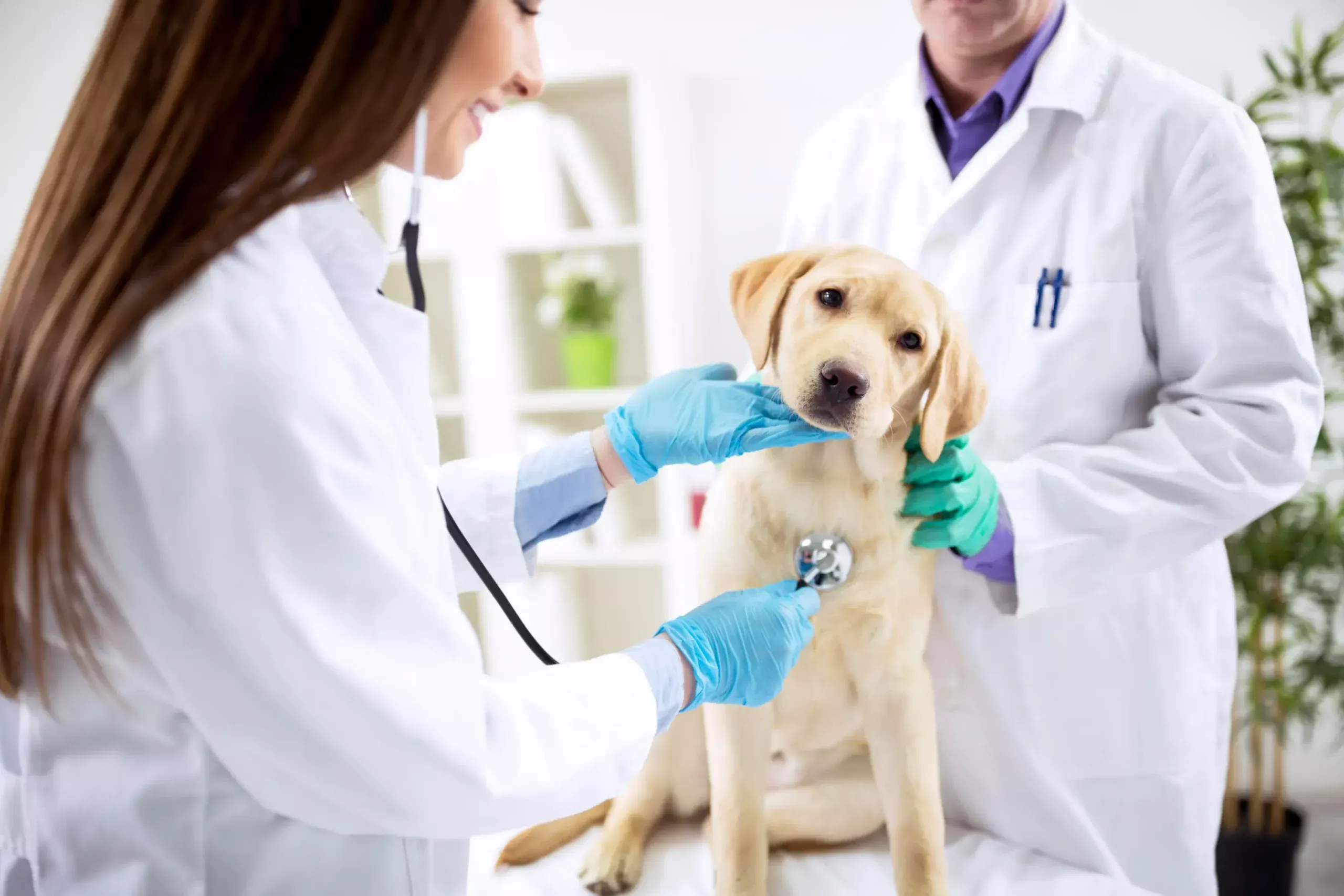 Bransch 63 Skapa en hemsida till en Veterinär